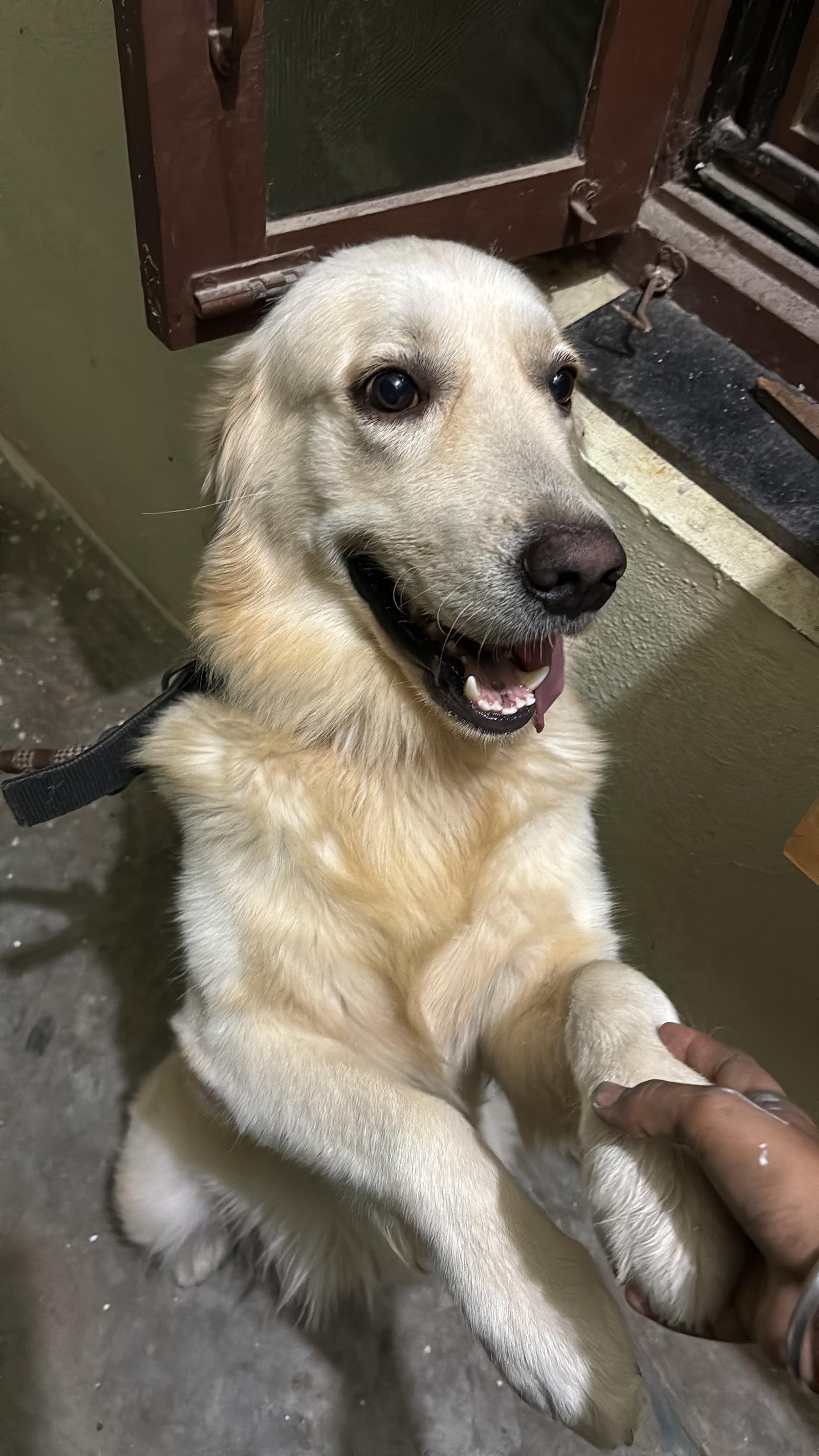 golden-retriever-iid-739914