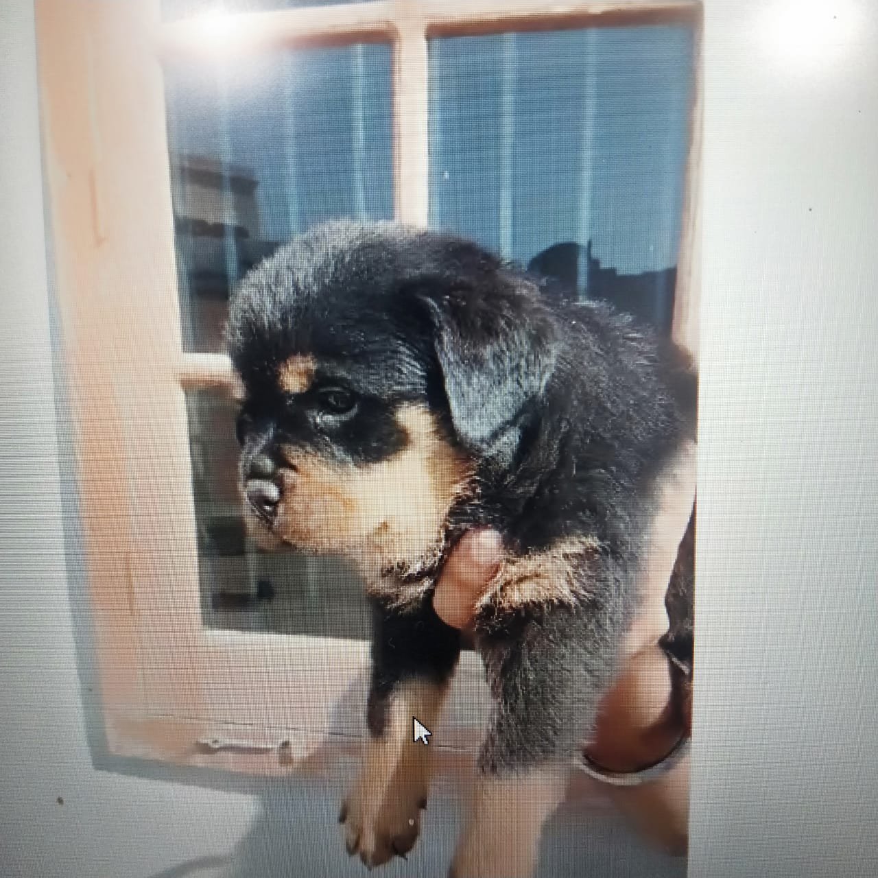 female rottweiler