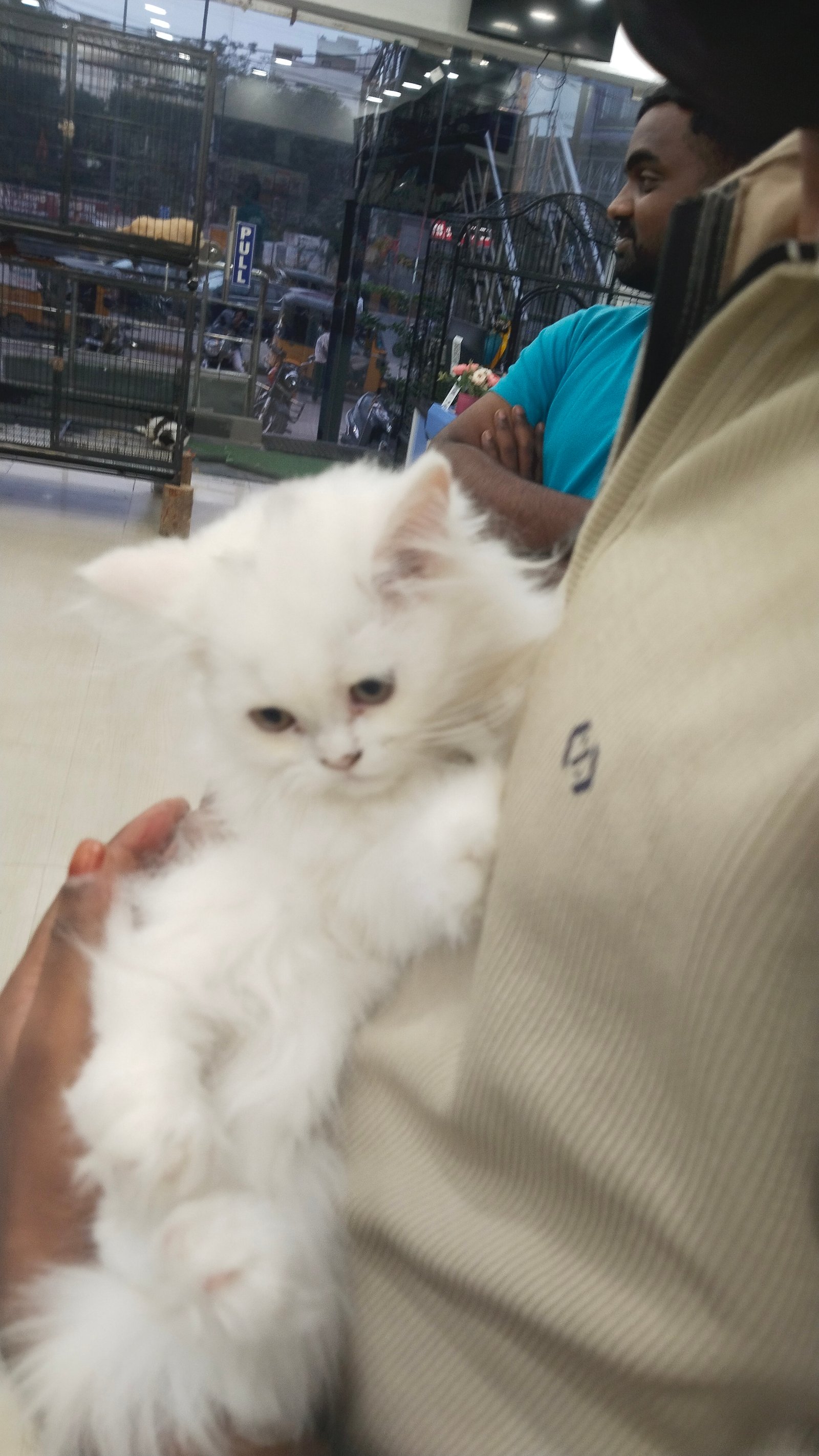 persian-cat-iid-739985