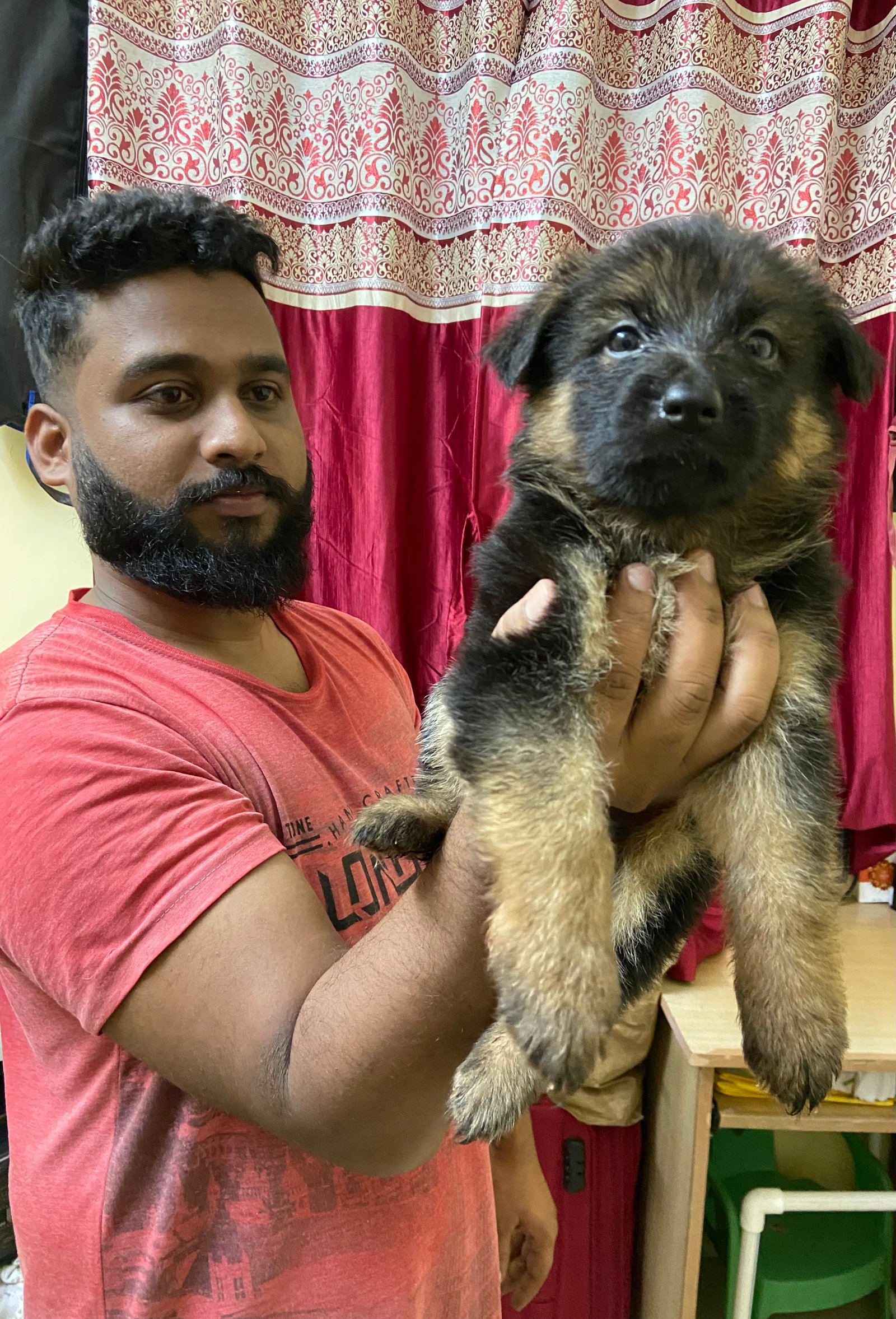 german-shepherd-puppies-for-sale-in-mysore-iid-740000