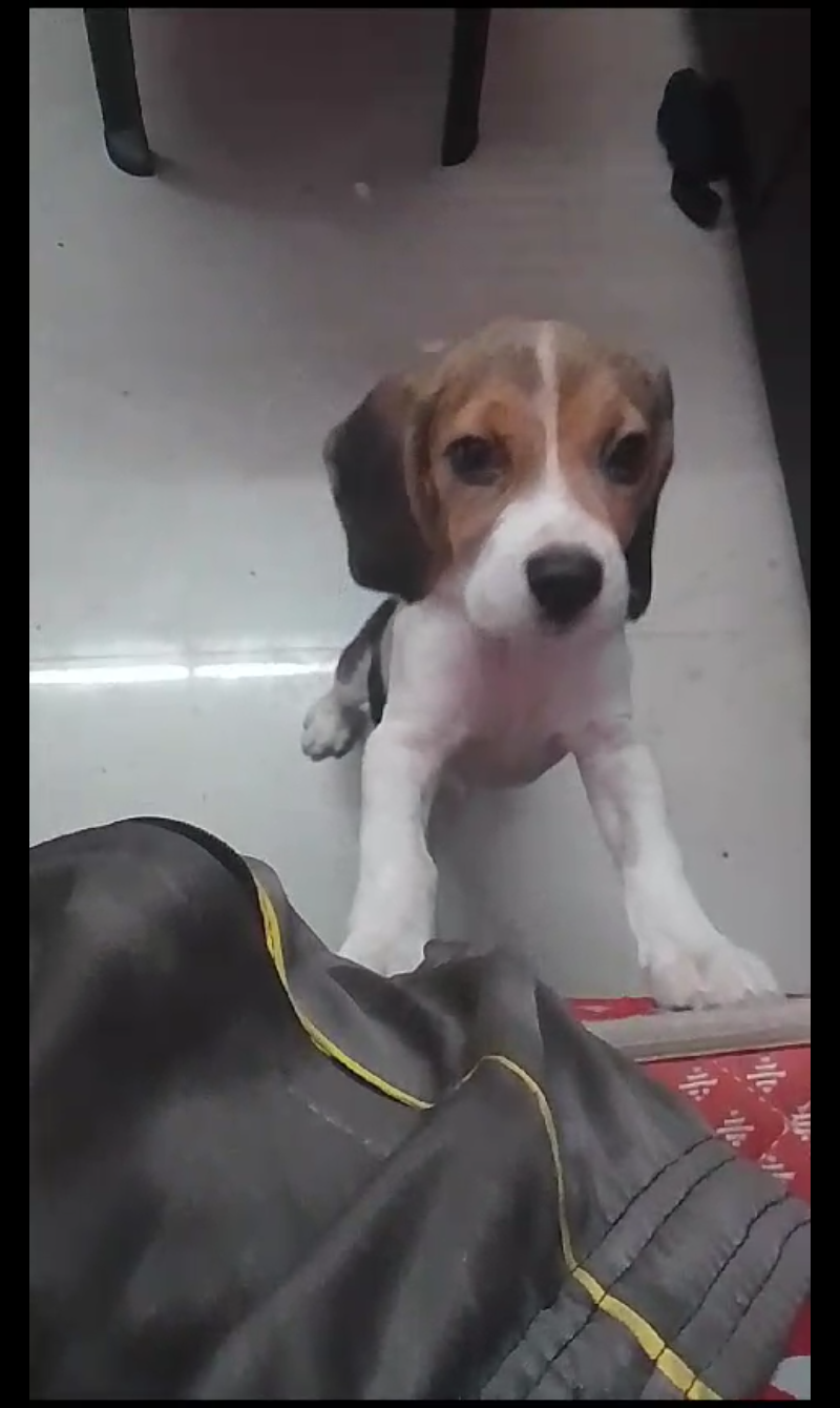 beagle4months-iid-740004