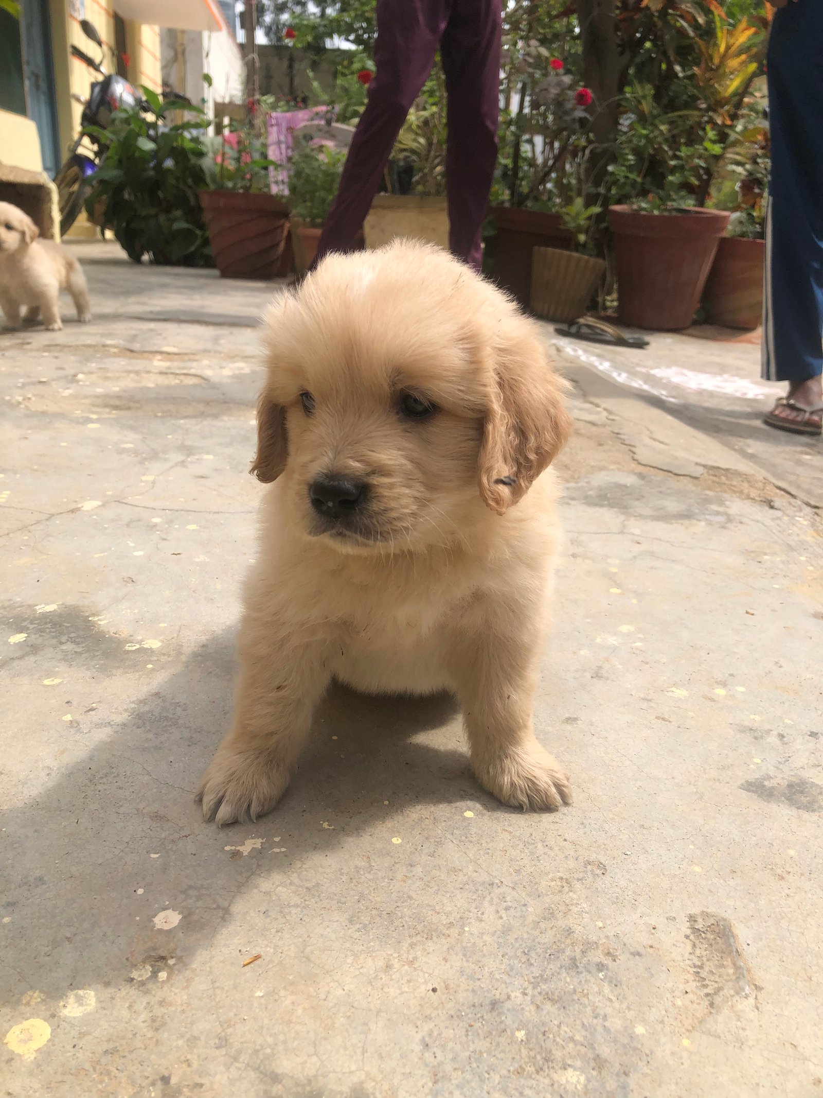 golden-retriever-ande-shih-ztu-iid-740006