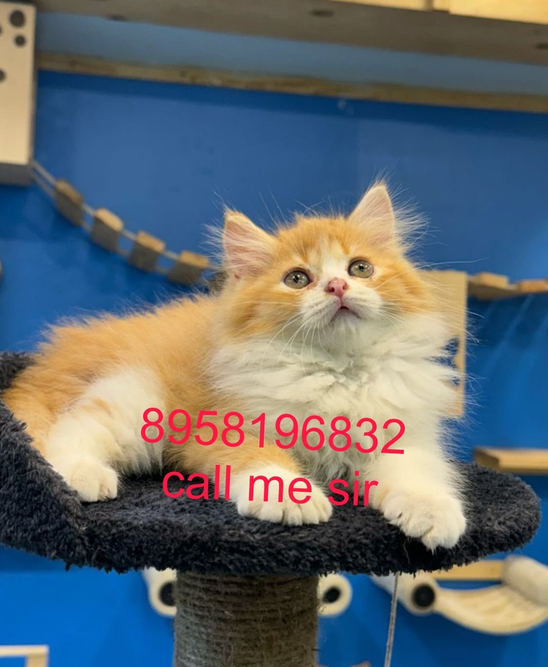 cats-shop-persian-for-sale-iid-740015