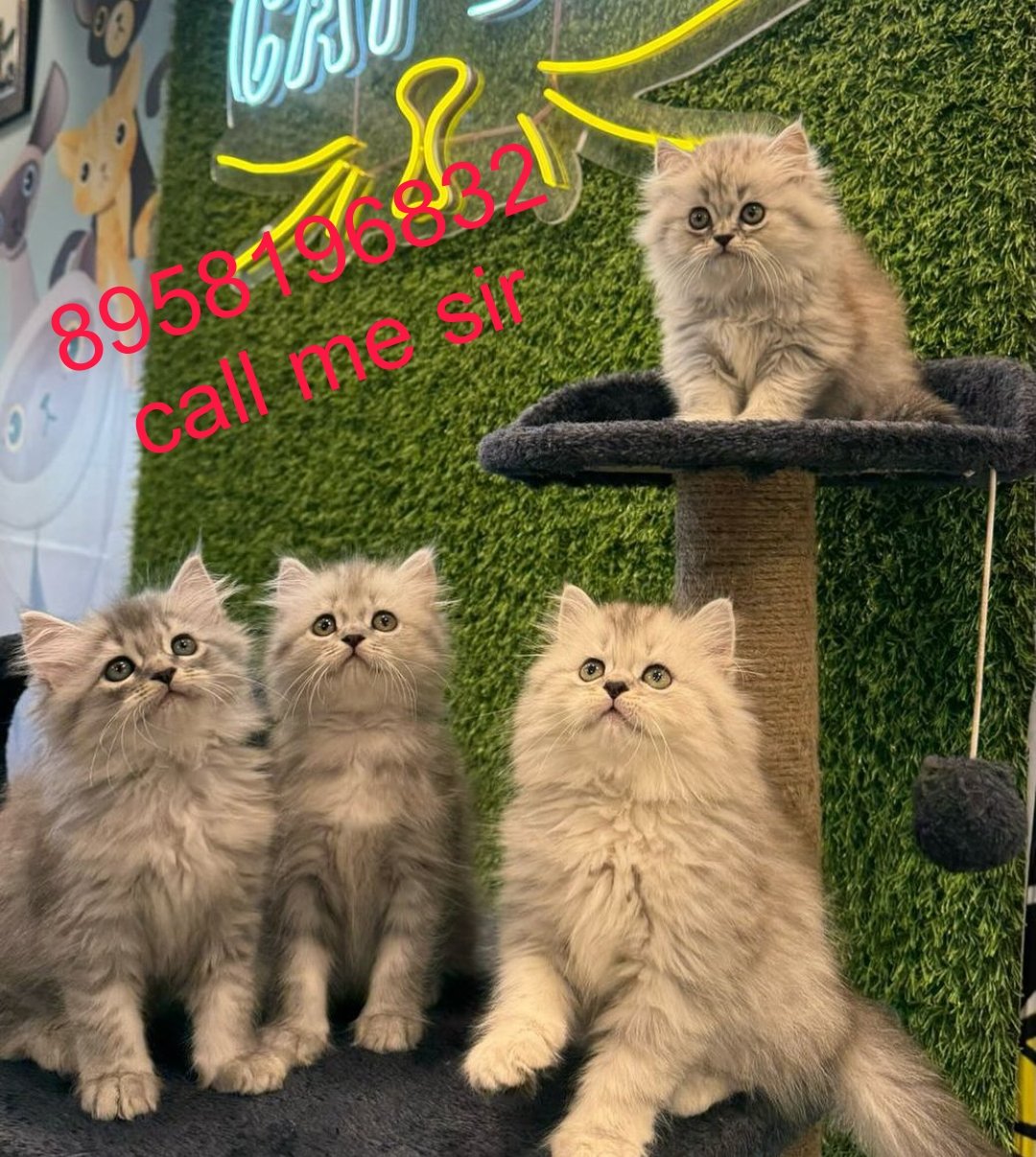 cats-shop-persian-for-sale-baby-iid-740016