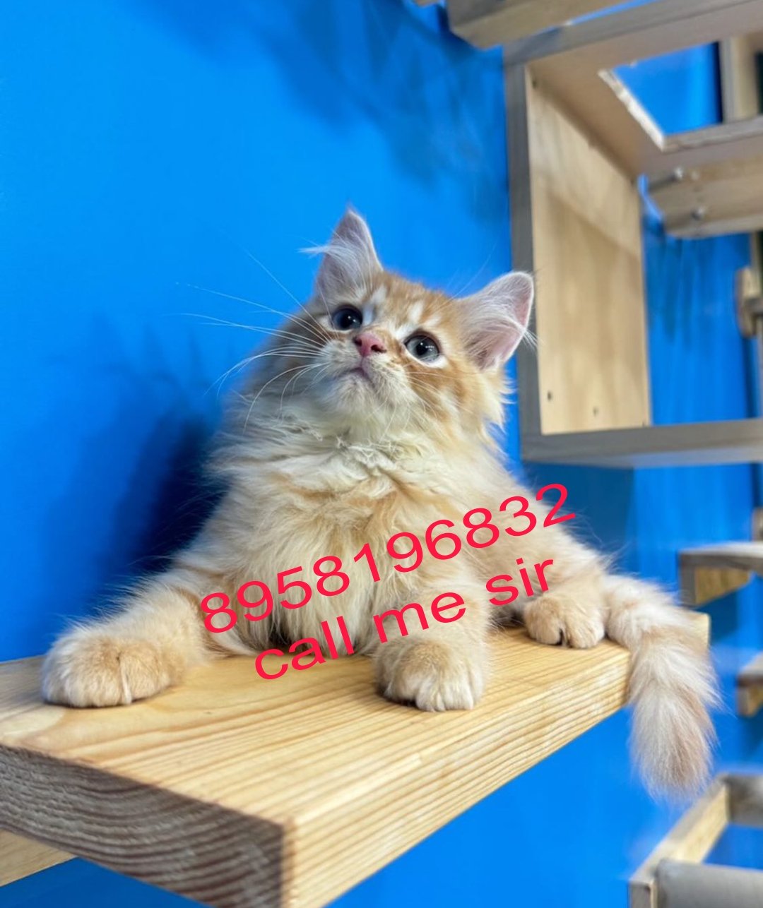 cats-shop-persian-for-sale-baby-online-home-delivery-available-order-booking-iid-740017