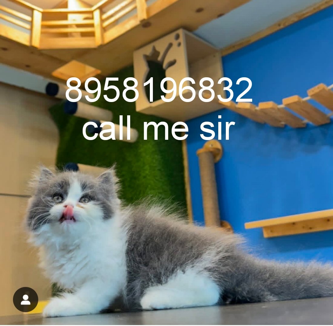 cats-shop-persian-for-sale-baby-online-home-delivery-available-order-booking-iid-740019