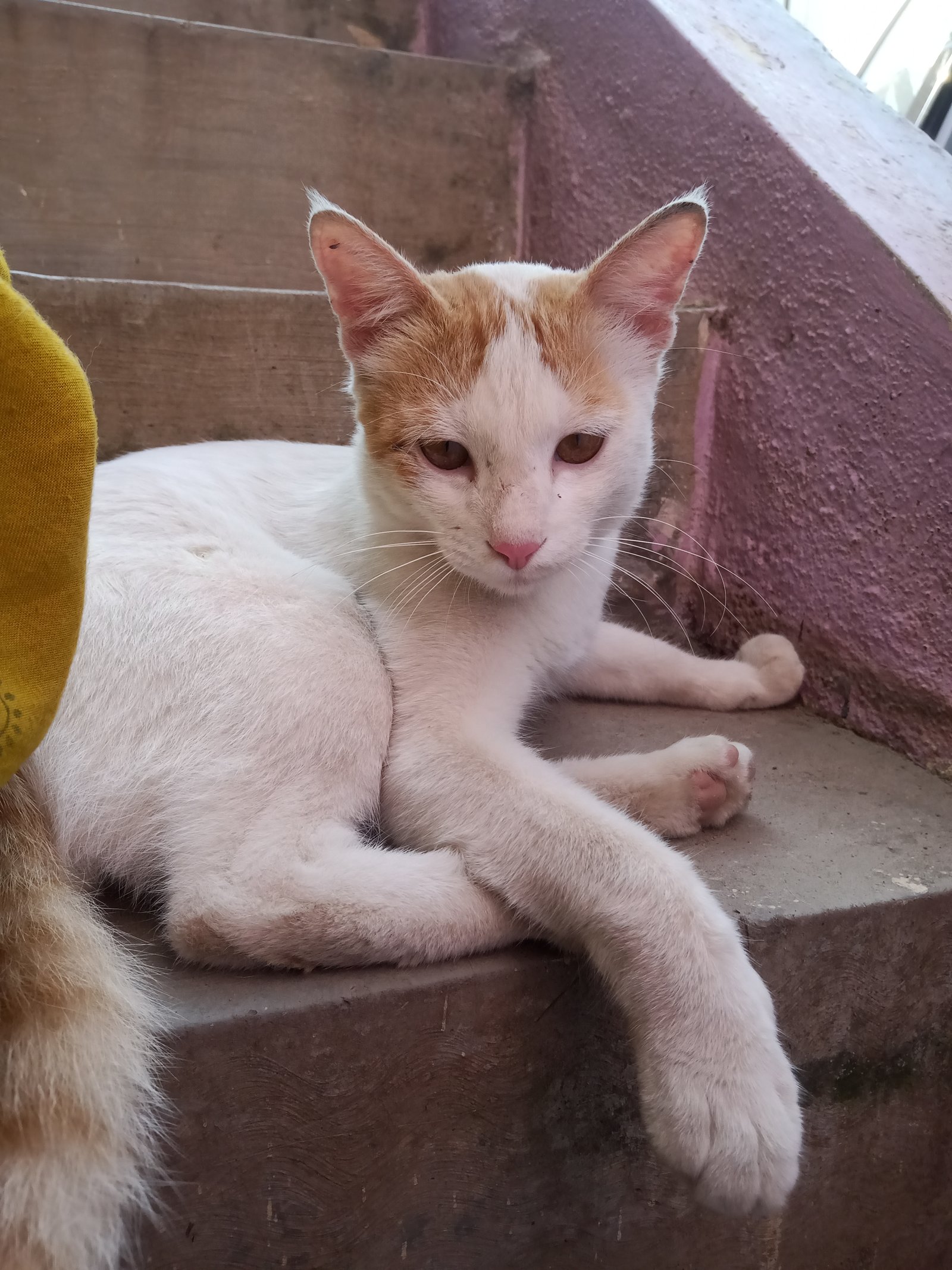 a-white-female-cat-iid-740028