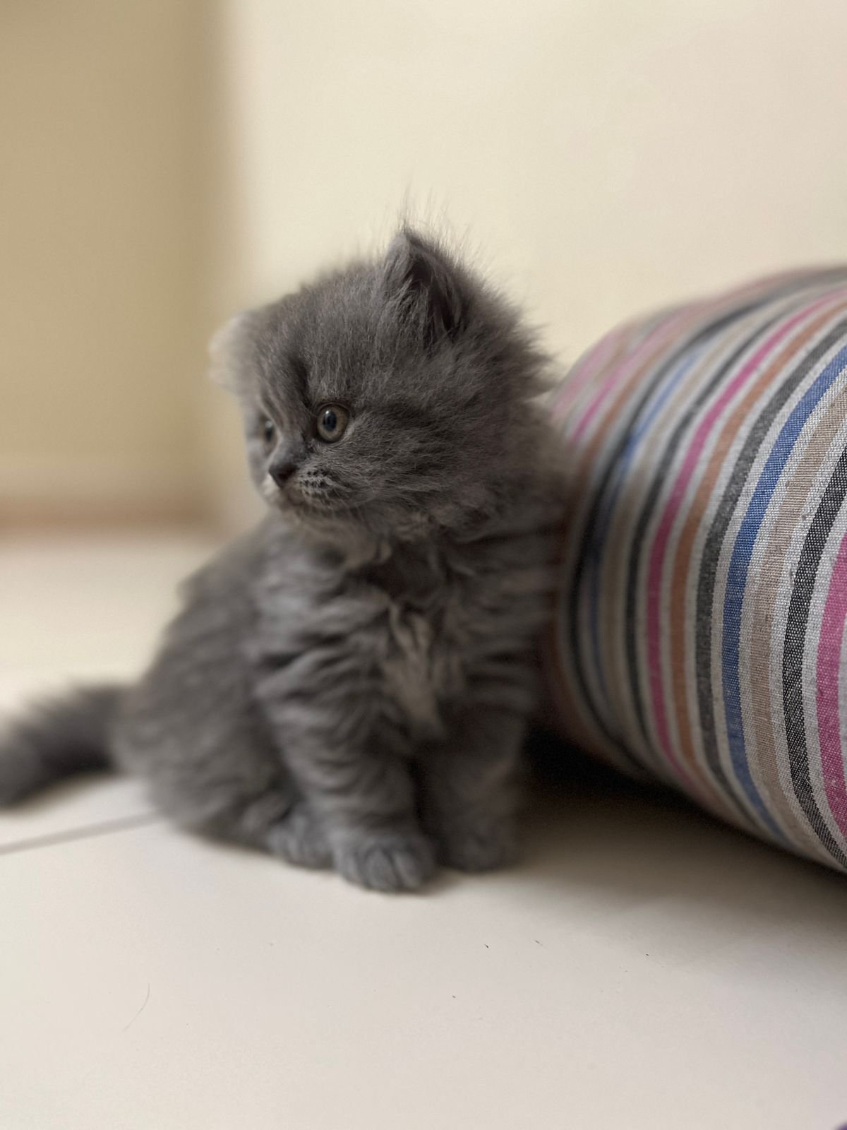 persian-cat-iid-740138