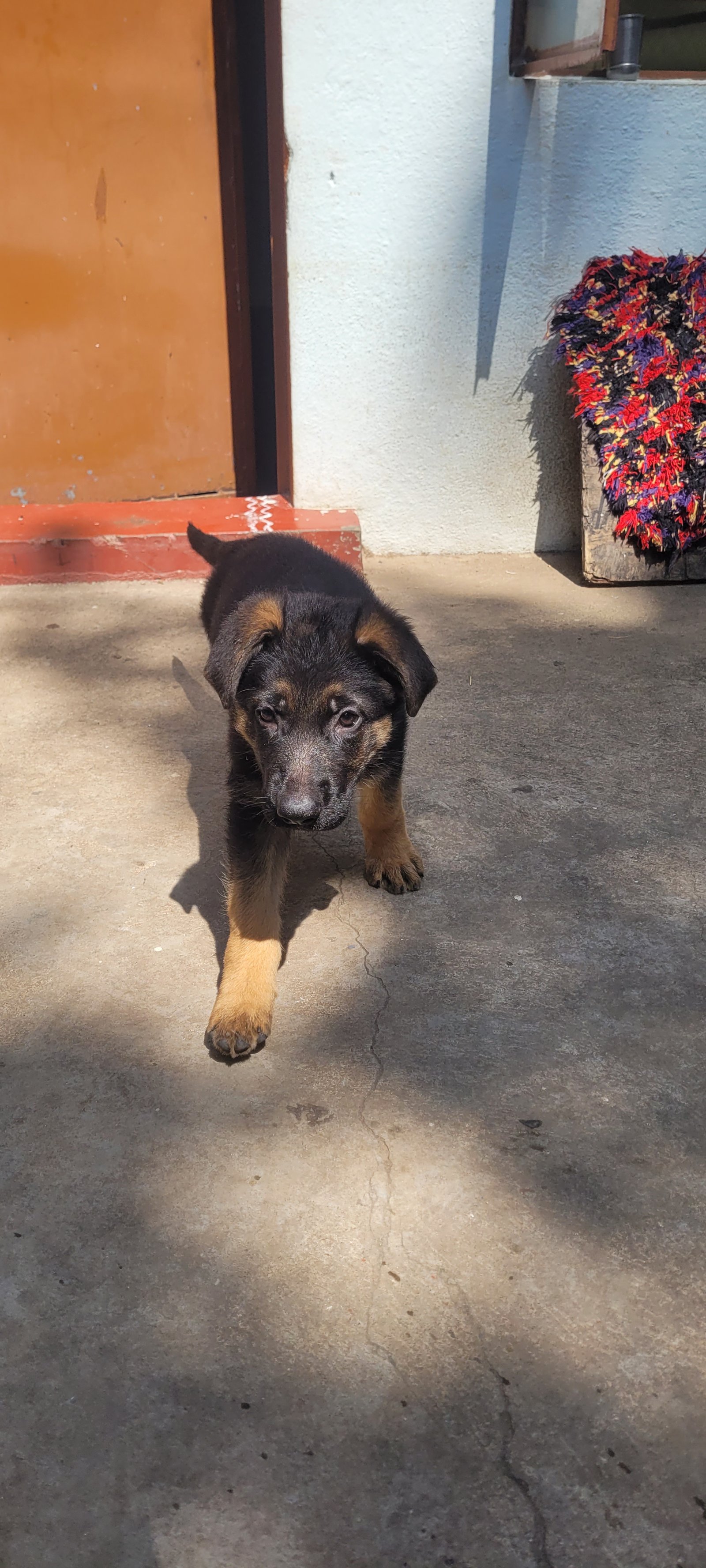 gsd-puppies-for-sale-with-kci-certificate-iid-740167