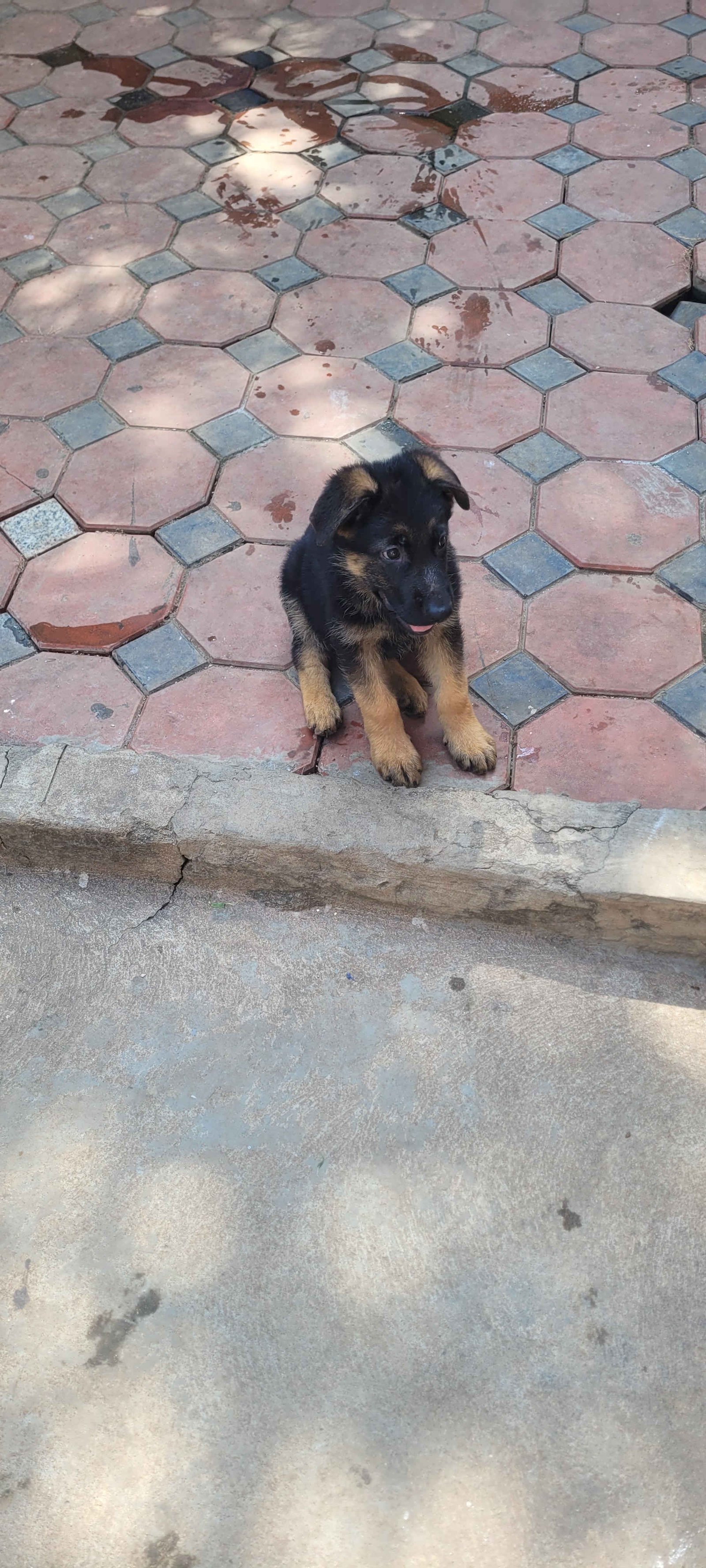 gsd-puppies-sale-iid-740168