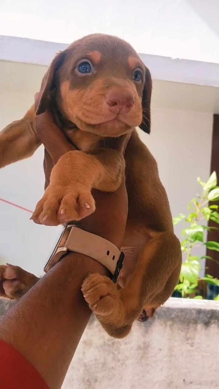 doberman-puppies-available-call-6282260887-iid-740172