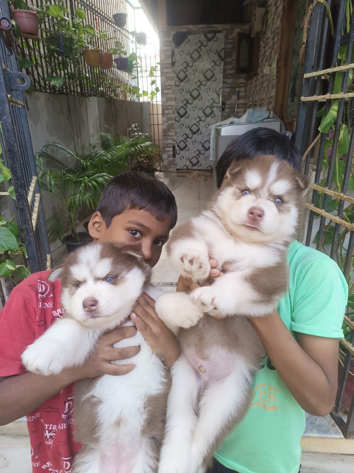 purebred-husky-puppies-with-stunning-blue-eyes-45-days-old-iid-740180