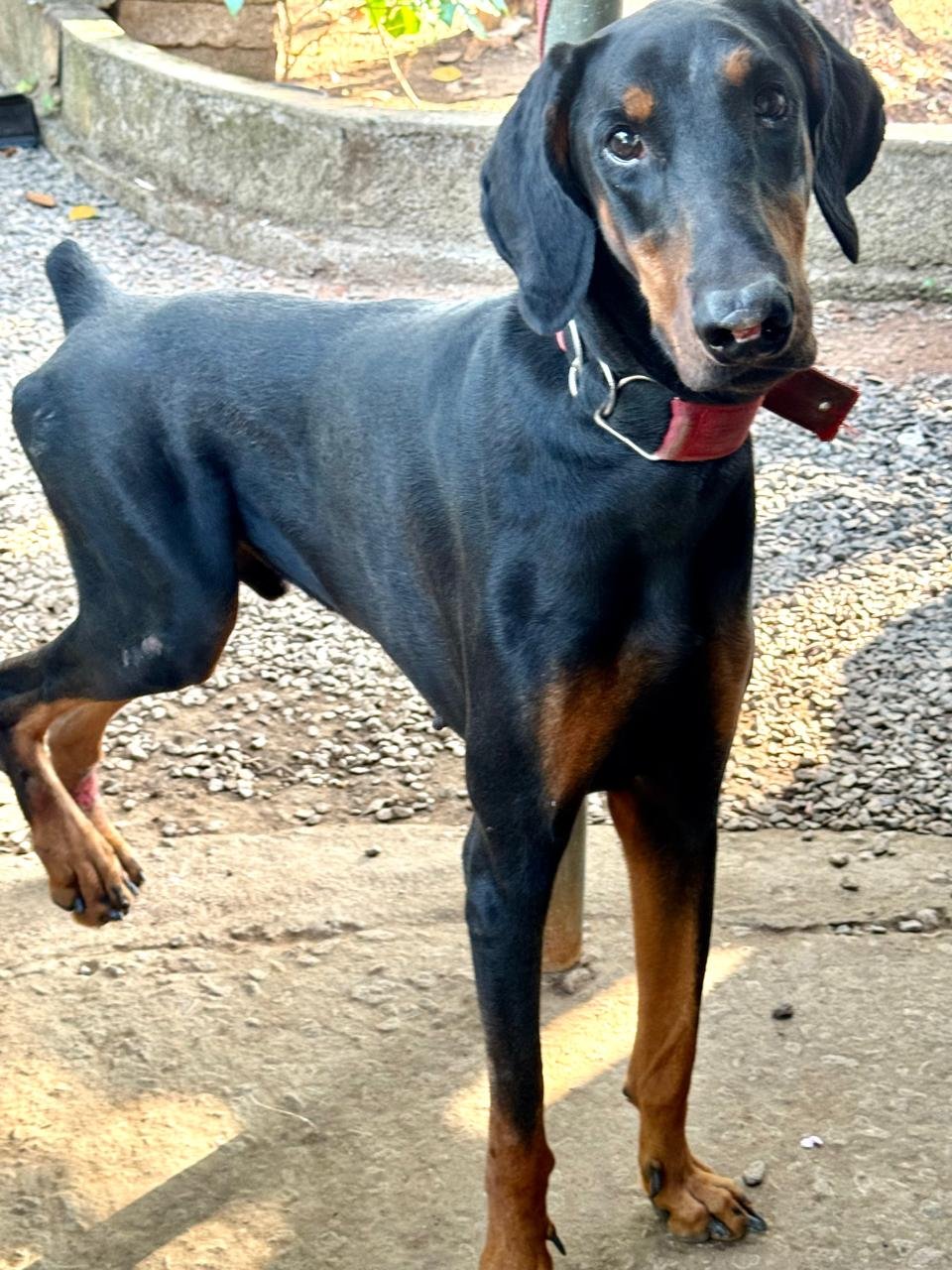 doberman-iid-740188