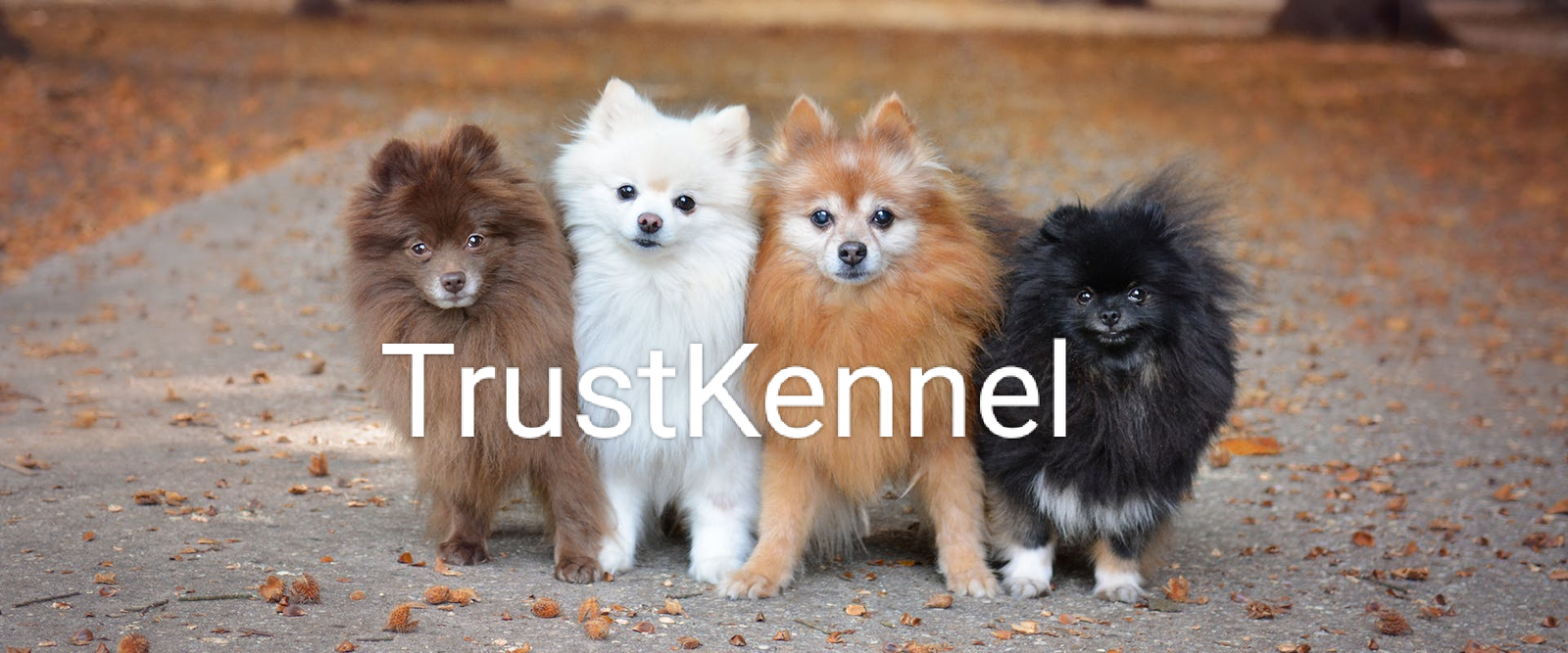 trust-kennel-pom-pups-for-sale-delhi-iid-740256