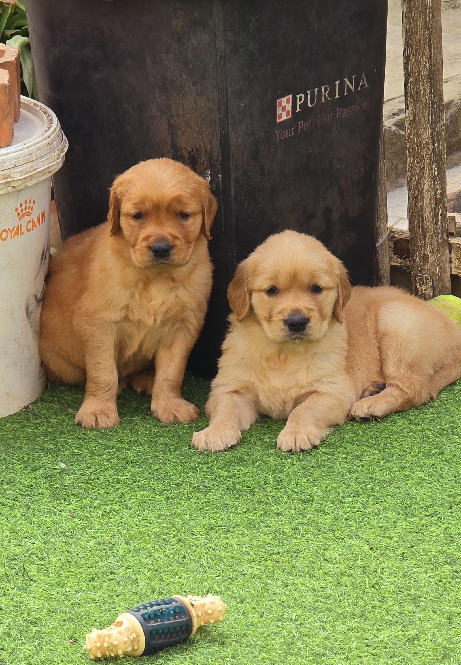 golden-retriever-puppies-iid-740267