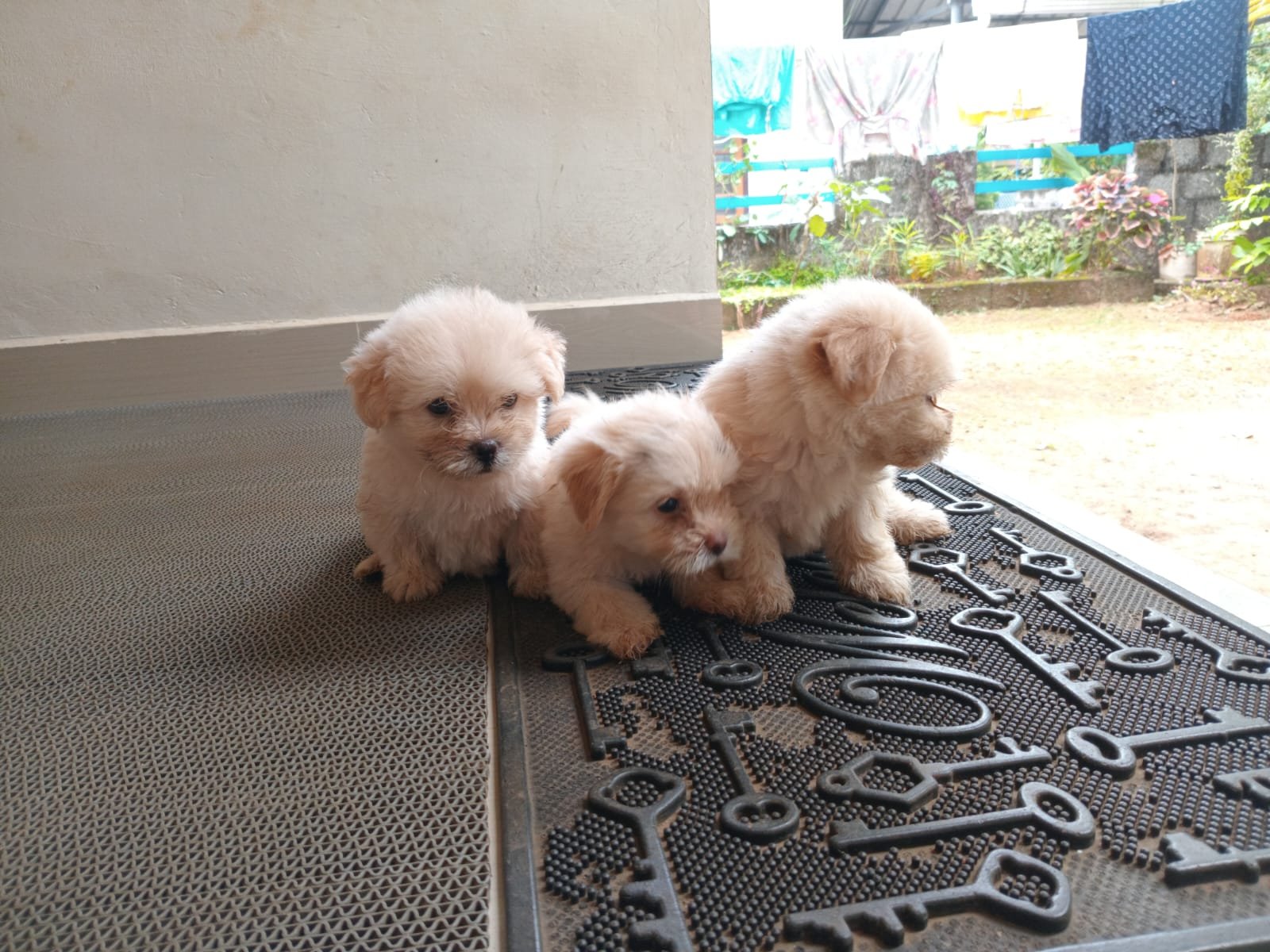 lhasa-puppies-available-iid-740310