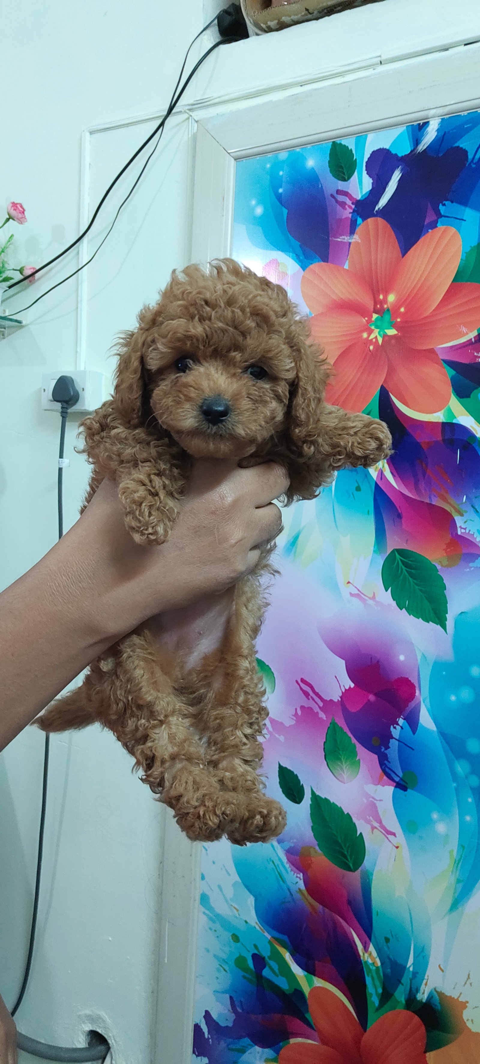 toy-poodle-iid-740312