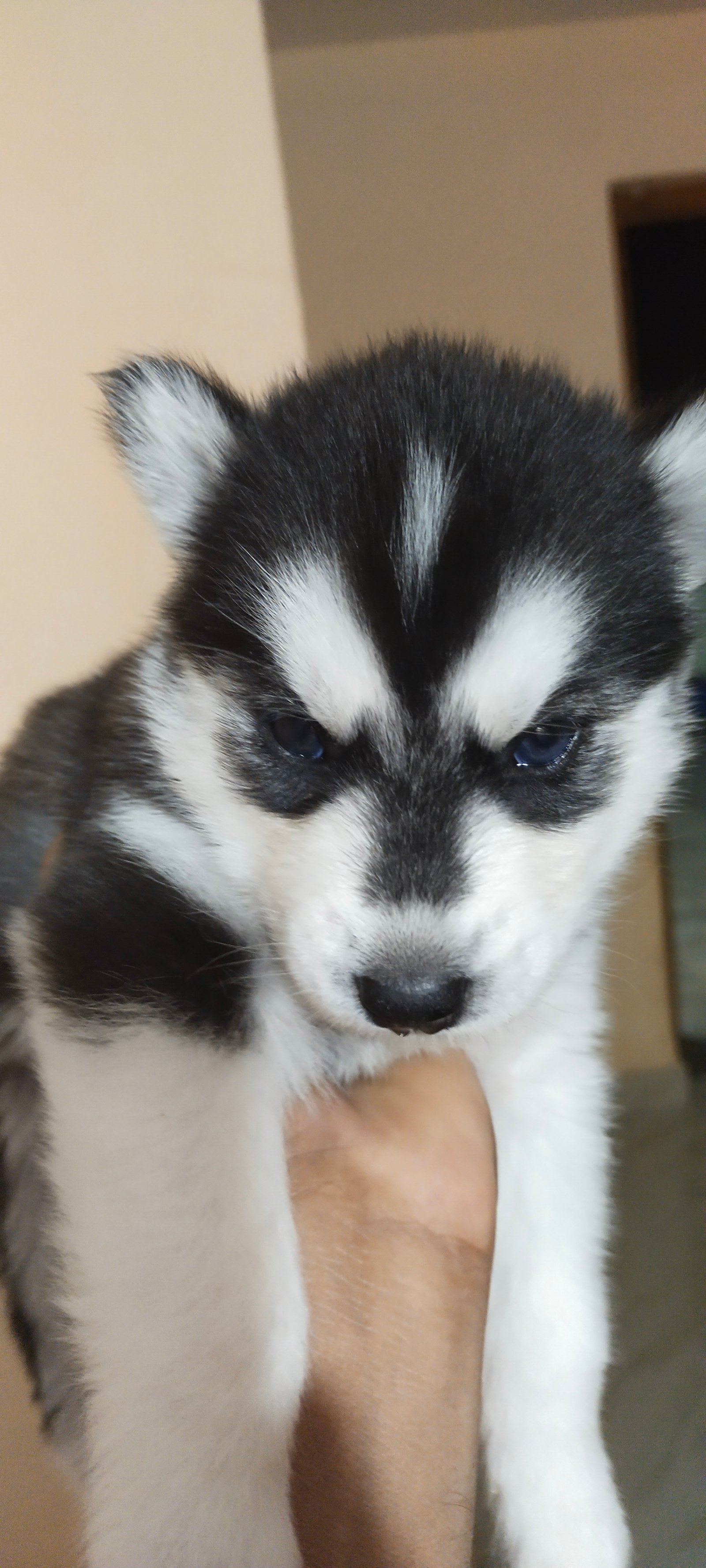 husky-puppies-iid-740315