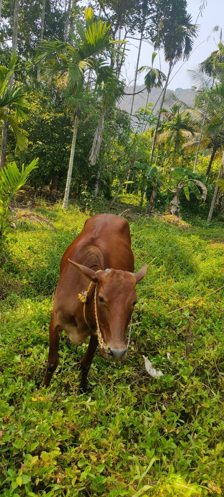 1-vechur-female-with-male-calf-and-1-cross-female-cow-iid-740318