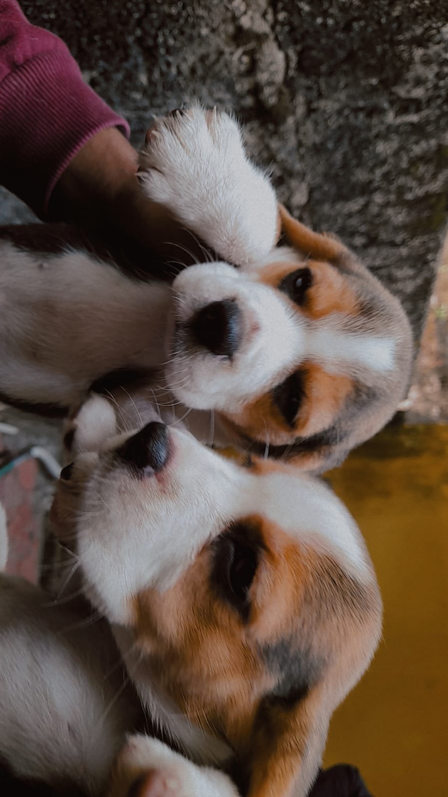 beagle-puppy-for-sale-iid-740322