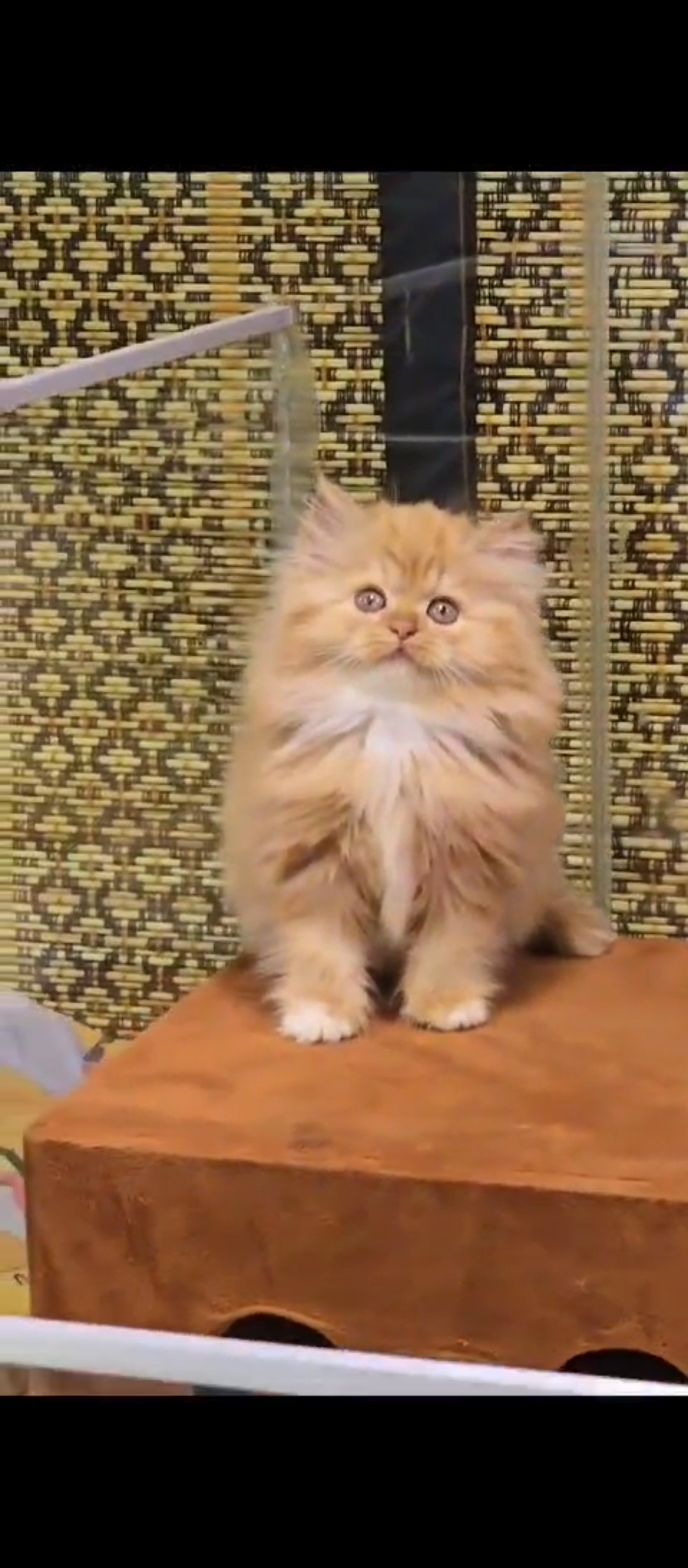 cats-persian-for-sale-baby-iid-740345