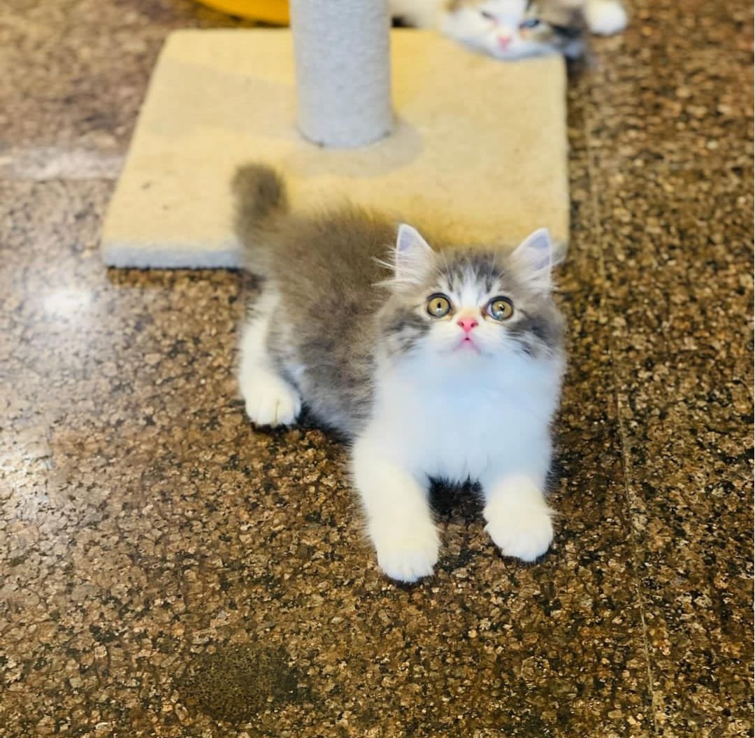 cats-persian-for-sale-baby-iid-740346