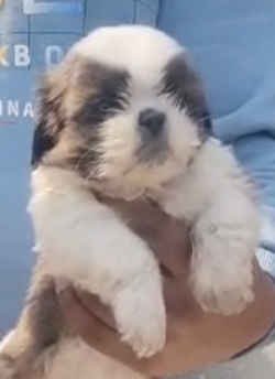 shihtzu-puppies-iid-740359