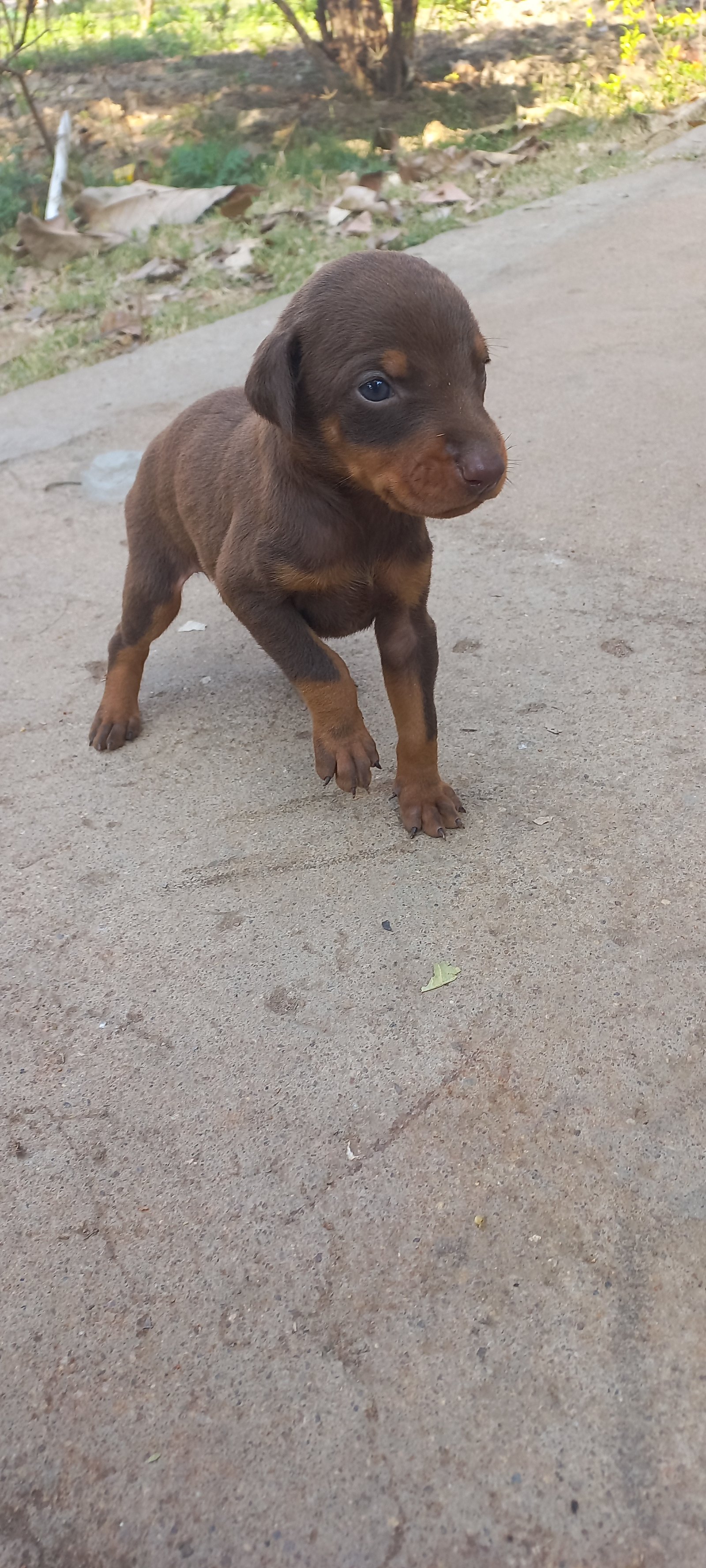 doberman-iid-740361