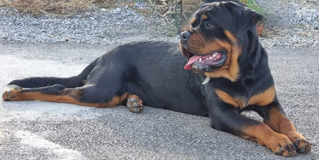Rottweiler puppies
