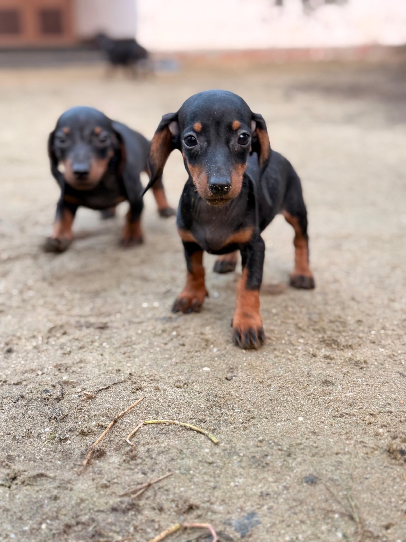 dachshund-puppies-iid-740473