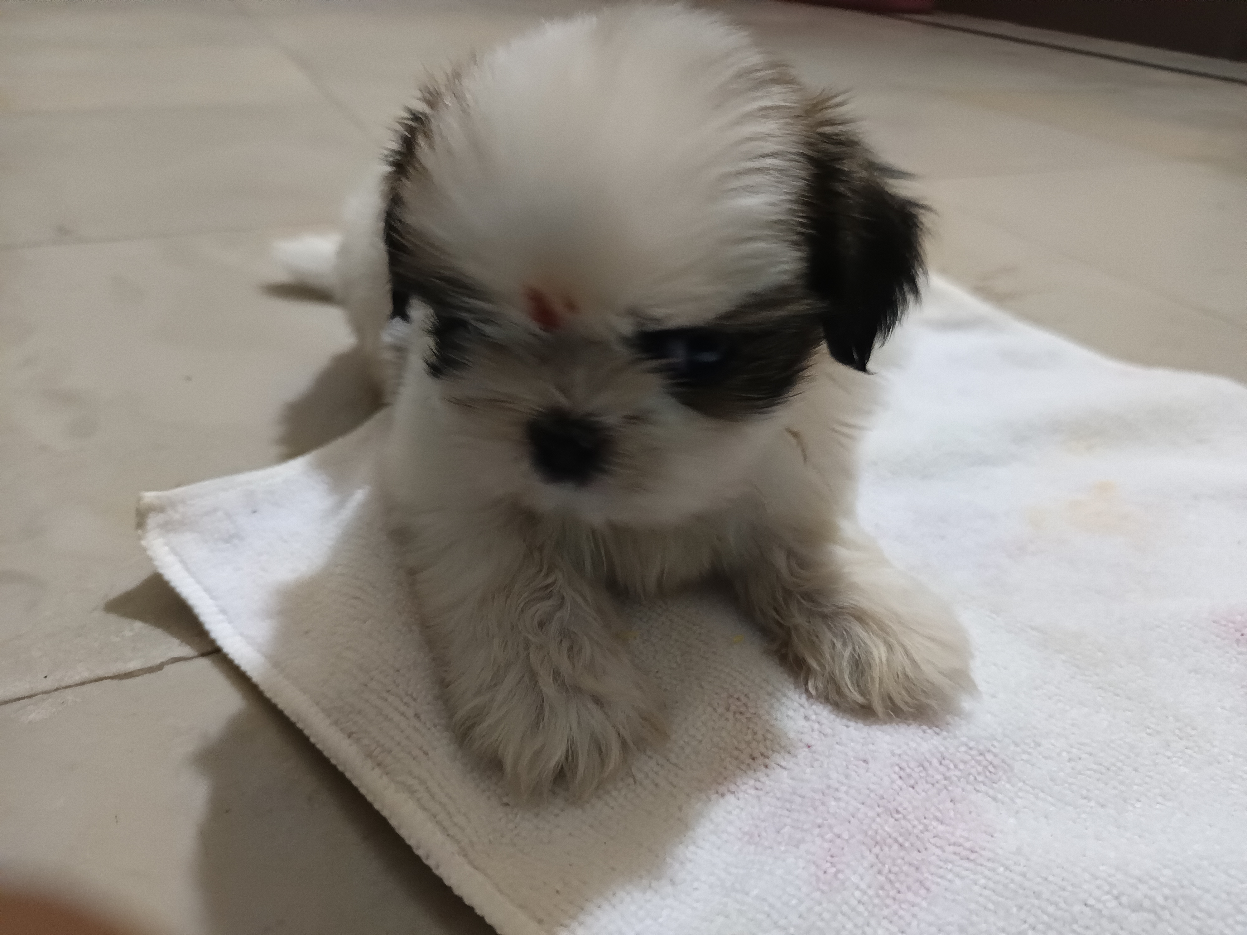Sizuu puppy
