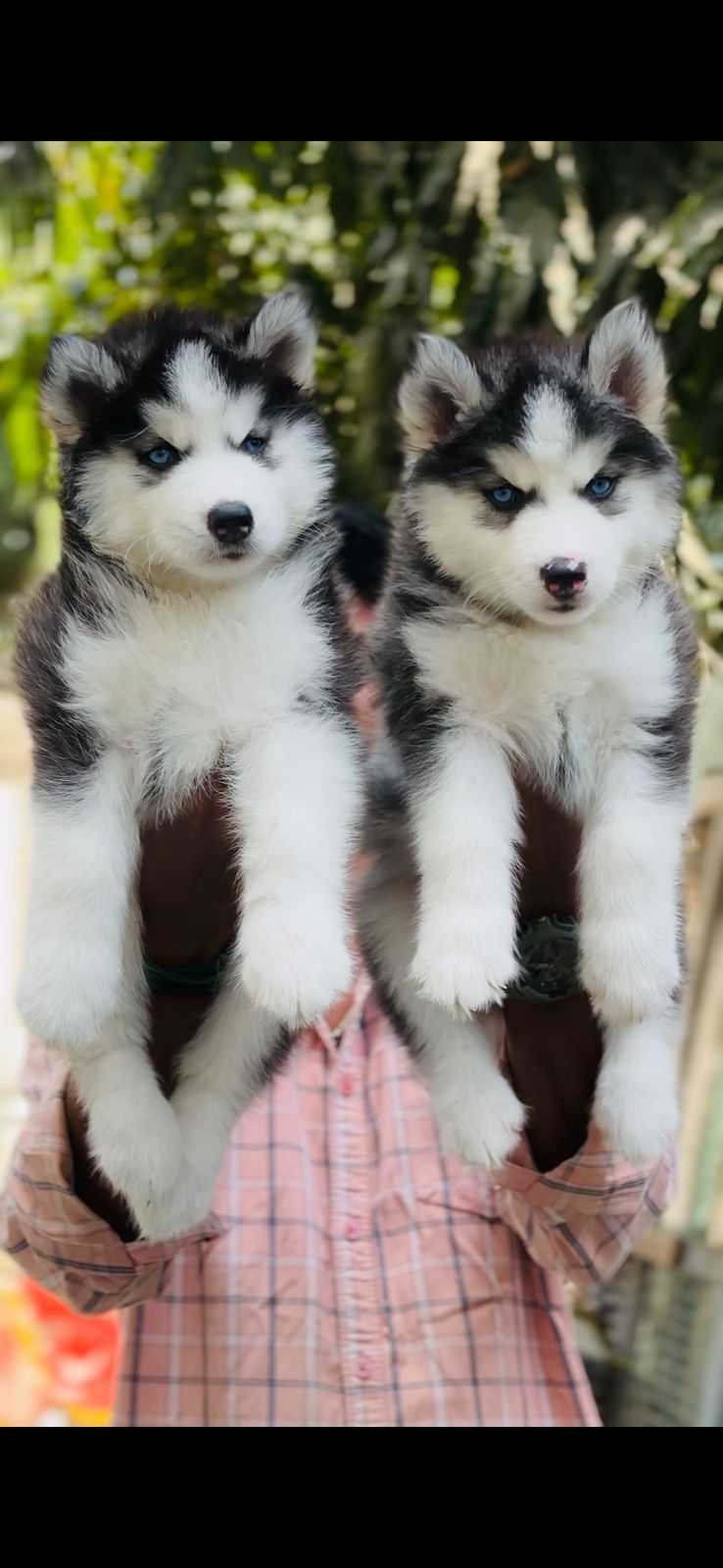 Husky