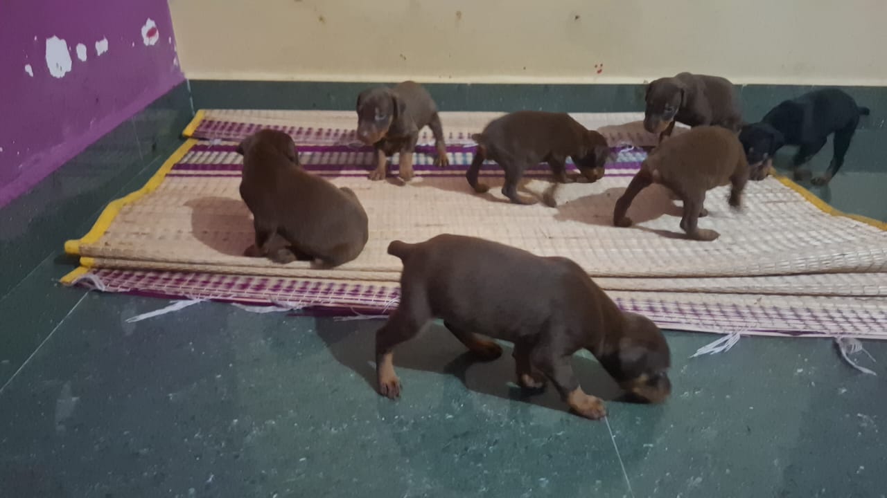 Doberman