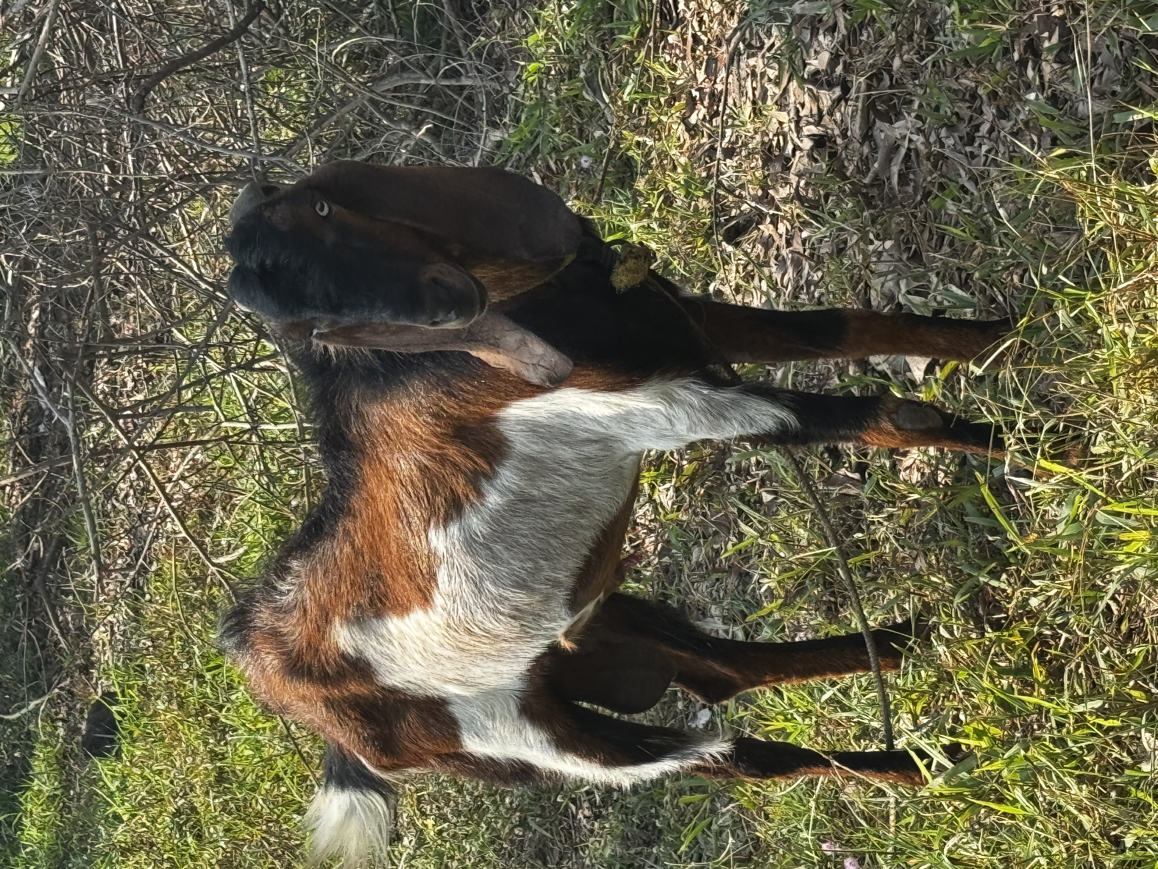 Beetal Male cross