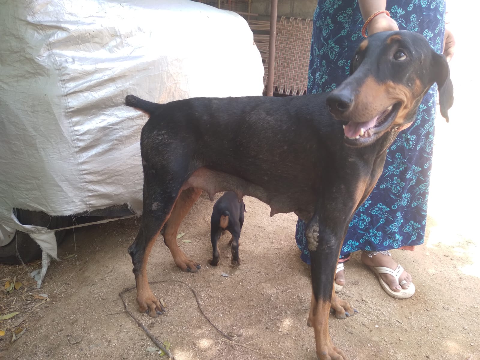 Doberman