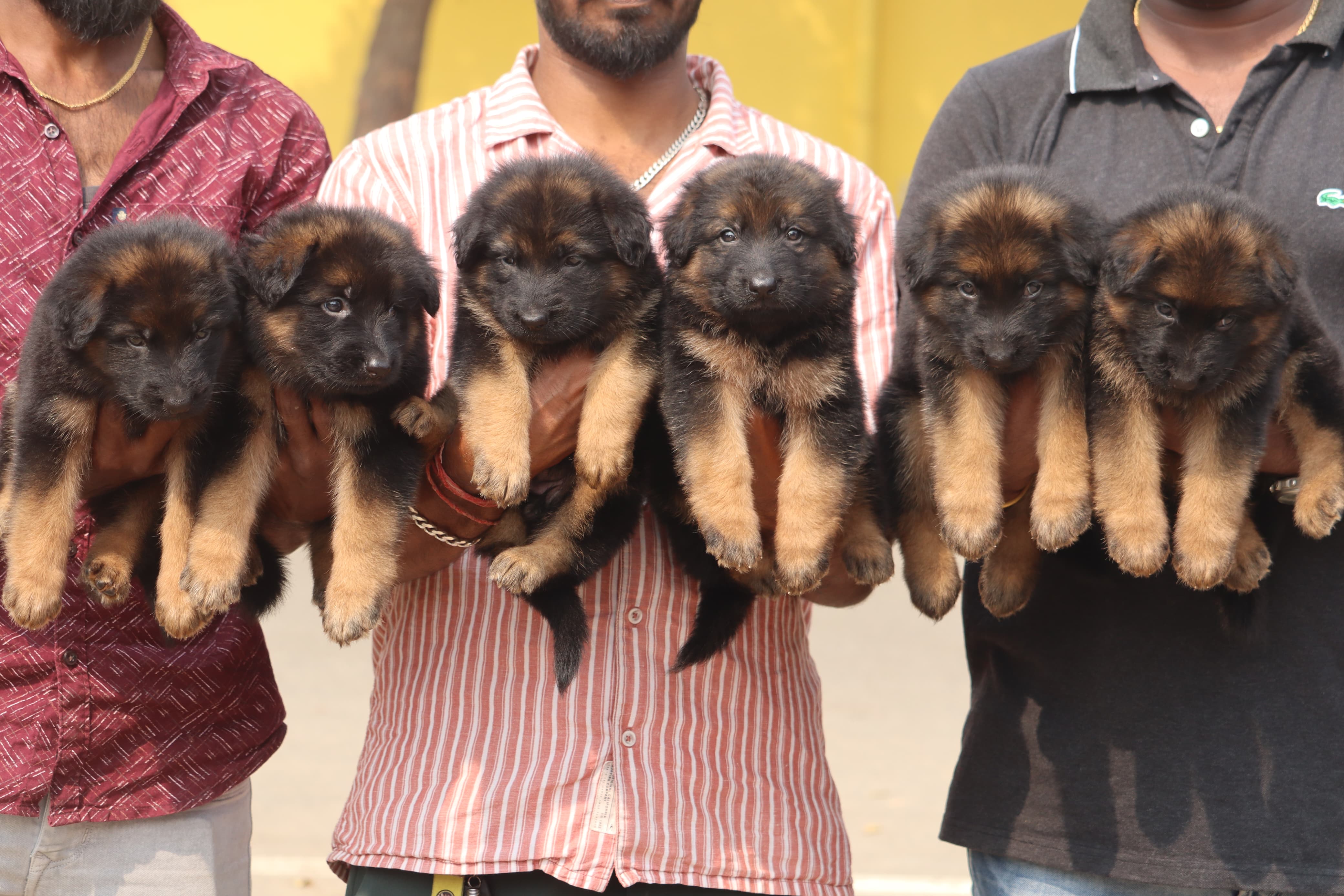 German shepherd