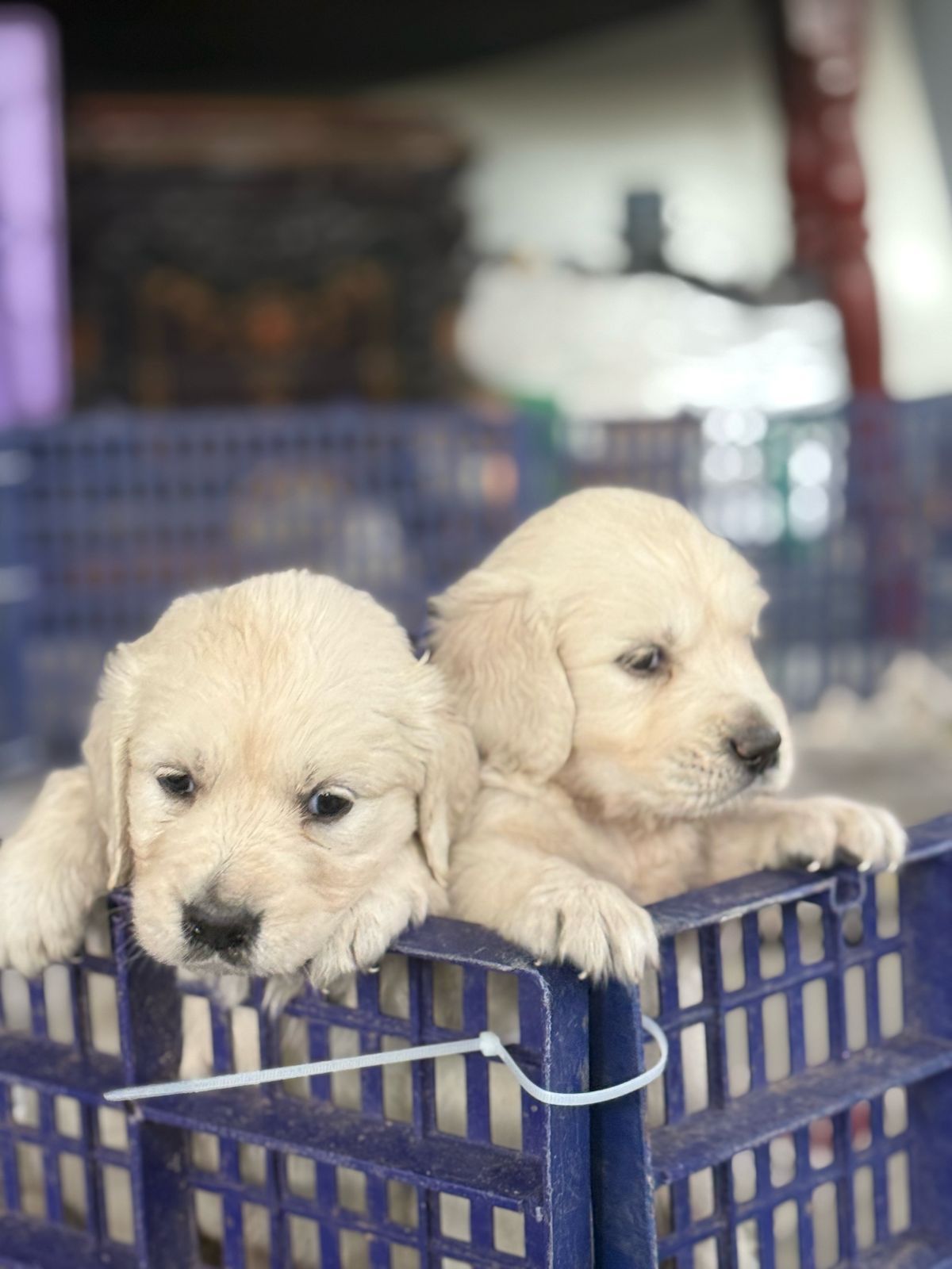 Golden retriever