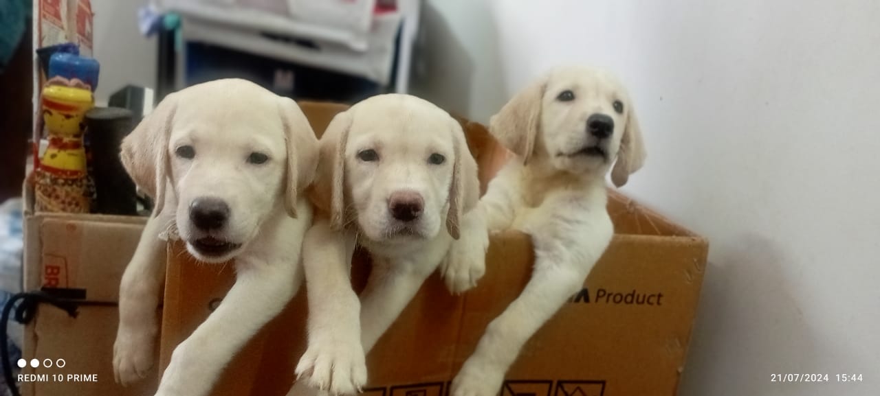 Lab