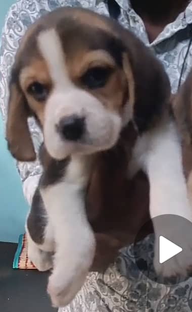 Beagle