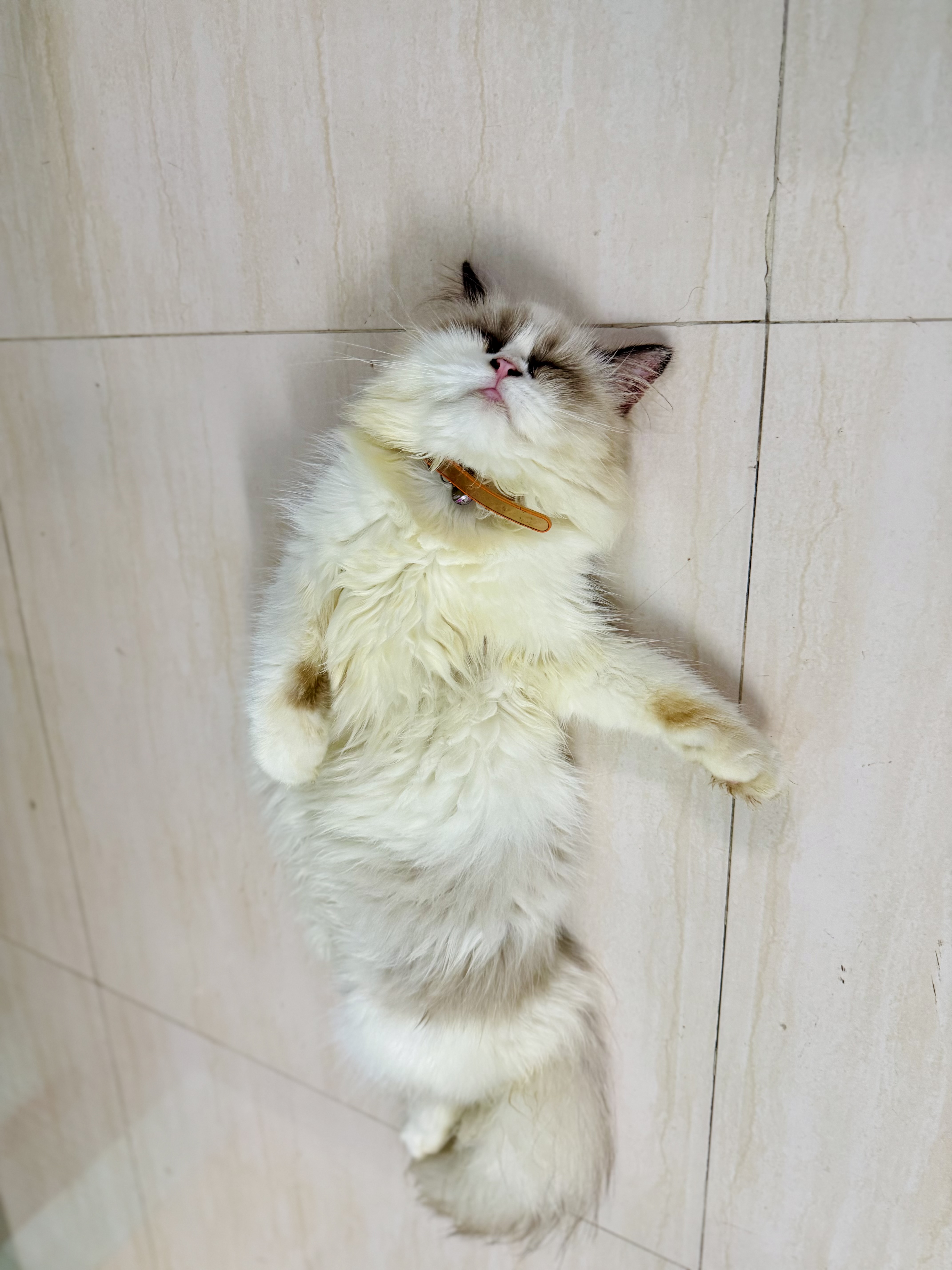 Persian cats