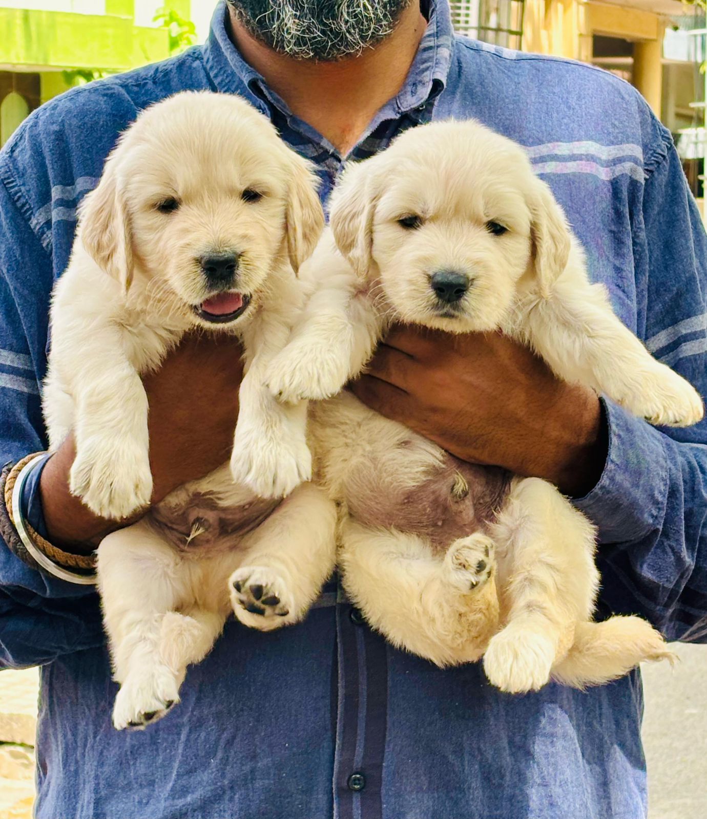 Beagle puppy price