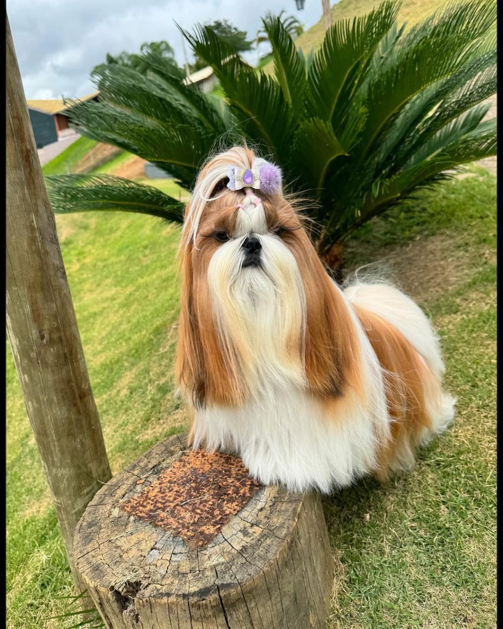 Shih Tzu puppies