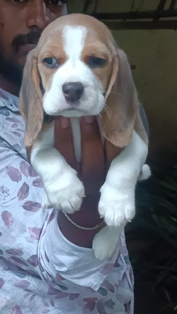 Hush puppies