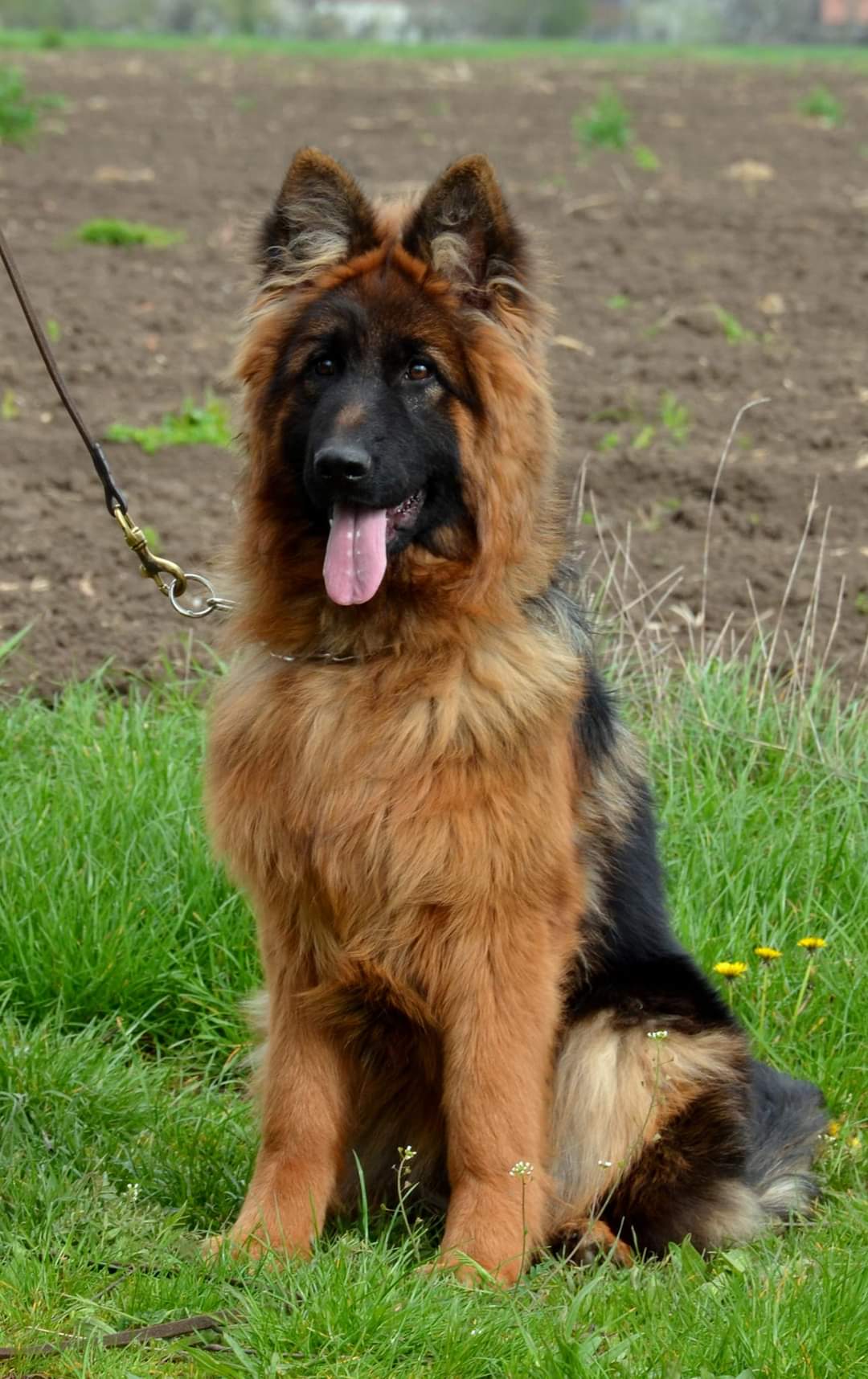 German shepherd puppy price