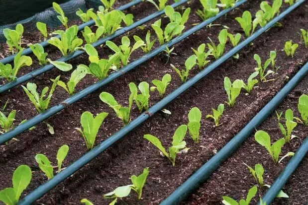Drip Irrigation System, Water-Efficient Farming, Piravom, Ernakulam
