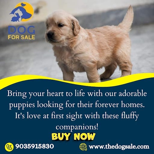 Puppies for adoption in Bangalore