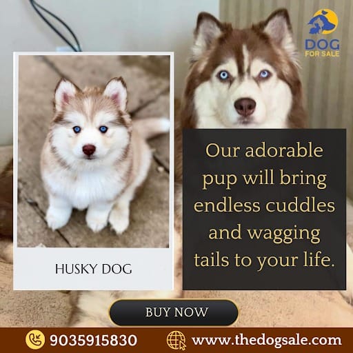 Husky puppy price in Bangalore