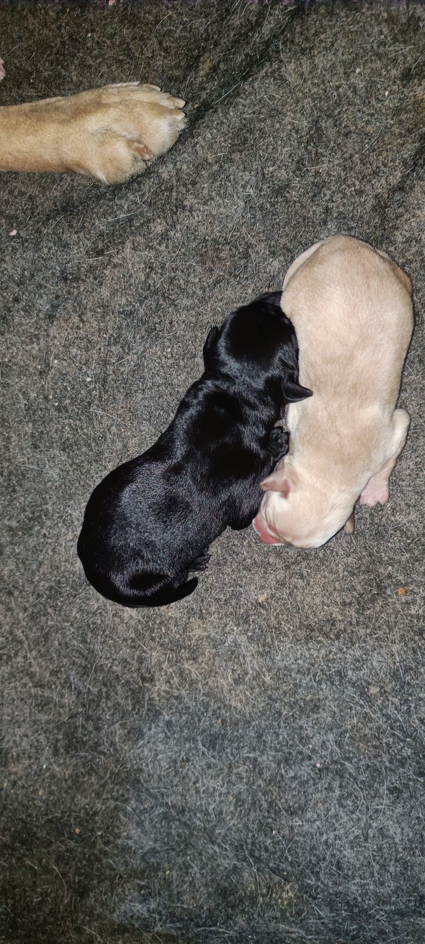 Labrador