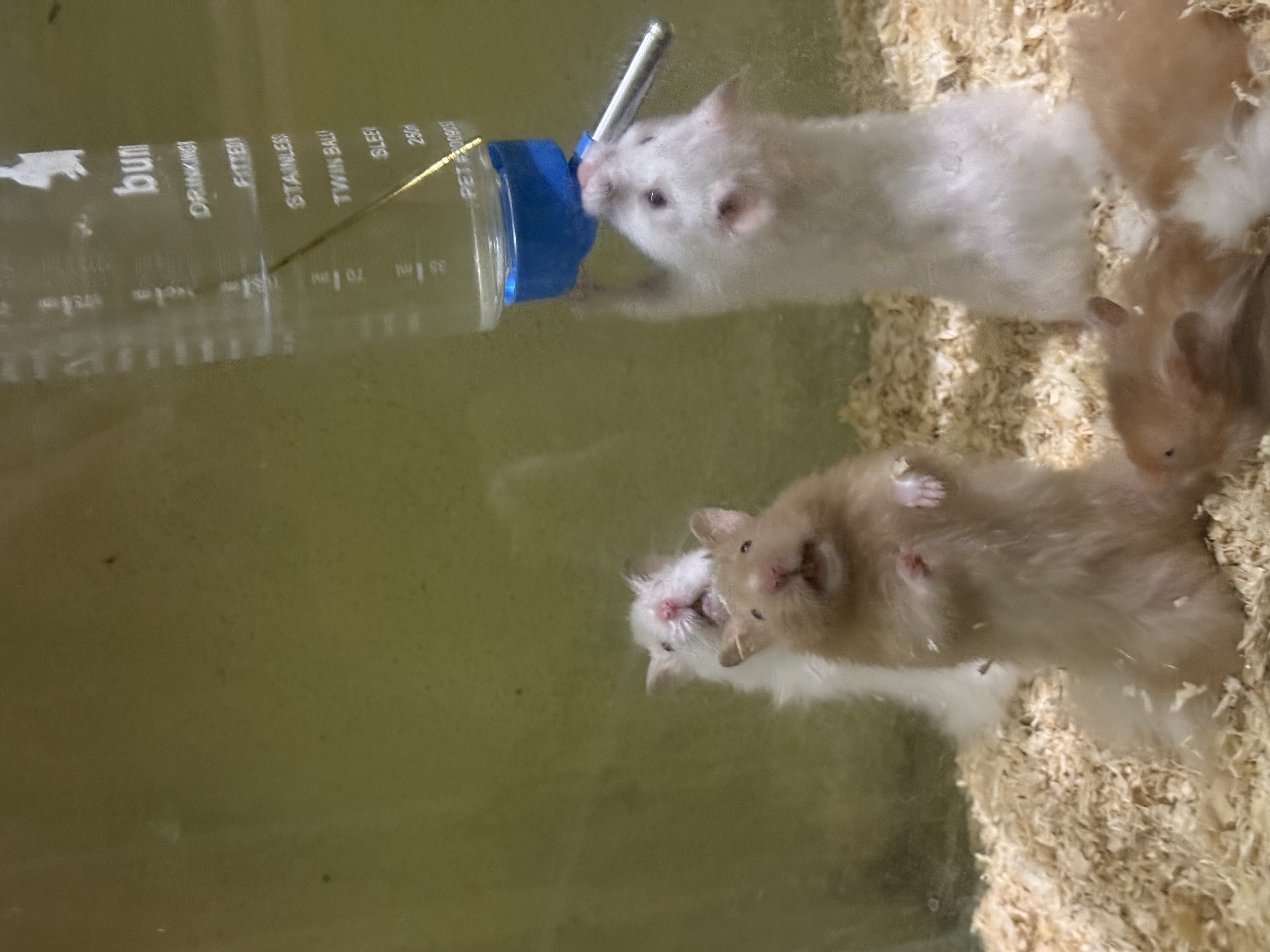 Hamster for sale