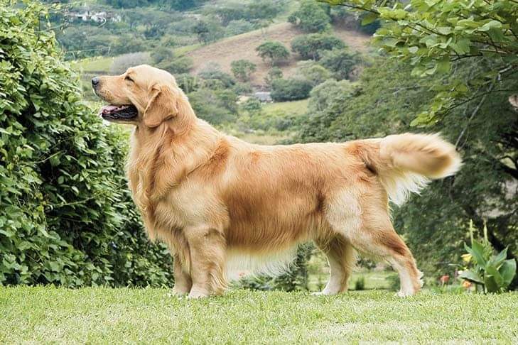 Golden retriever puppies for sale
